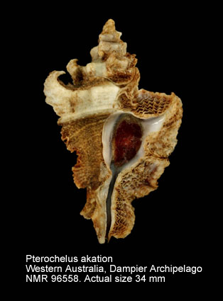 Pterochelus akation.jpg - Pterochelus akation (Vokes,1993)
